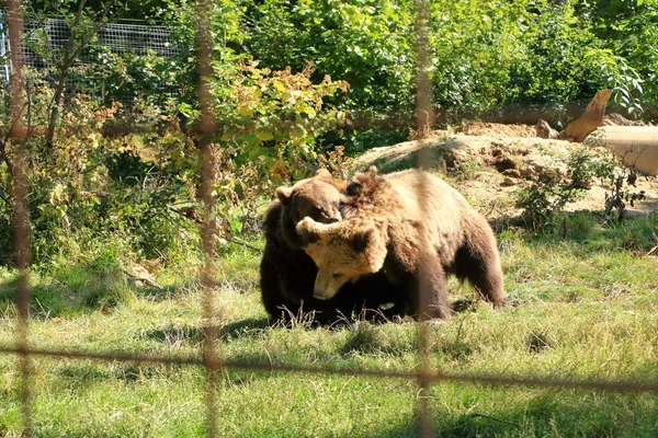 Dois Filhotes Urso Marrom Estão Jogando Luta — Fotografia de Stock