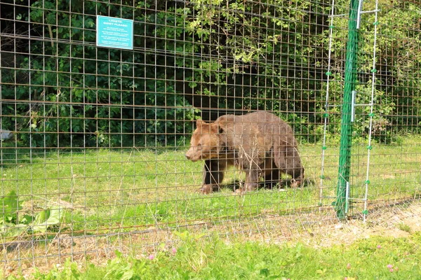 ヨーロッパの茶色のクマは囲まれた野生動物区域で飼育されています — ストック写真