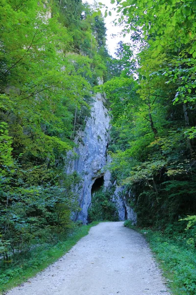 Gorge Zarnestiului Prapastiei Carpathian Mountains Zarnesti Romania Nature Preserve Piatra — ストック写真