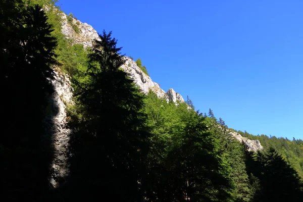 Gorge Zarnestiului Prapastiei Carpathian Mountains Zarnesti Romania Nature Preserve Piatra — ストック写真