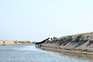 Atlar su kanalının kenarında. Konum: Romanya 'da Tuna Deltası