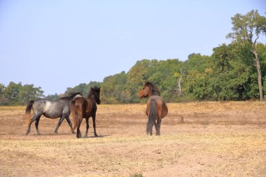 Romanya 'daki Tuna Deltası' ndan Letea ormanındaki vahşi atlar