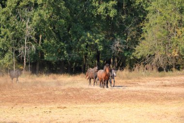 Romanya 'daki Tuna Deltası' ndan Letea ormanındaki vahşi atlar