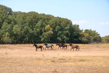 Romanya 'daki Tuna Deltası' ndan Letea ormanındaki vahşi atlar