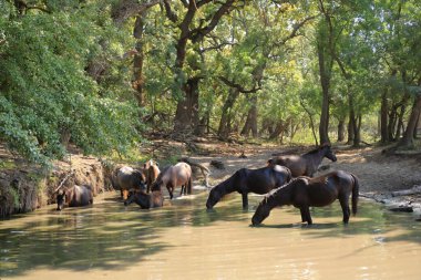 Wild horses drinking in Letea forest from the Danube Delta in Romania