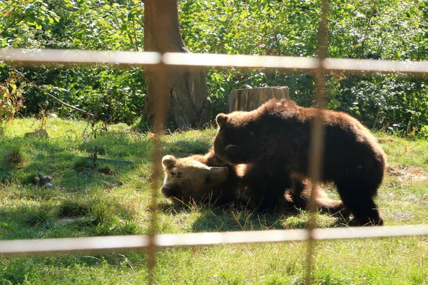 Dois Filhotes Urso Marrom Estão Jogando Luta — Fotografia de Stock
