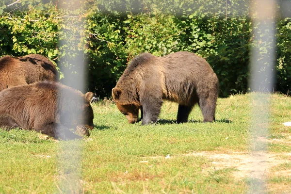Urso Pardo Europeu Cativeiro Uma Área Vida Selvagem Fechada — Fotografia de Stock