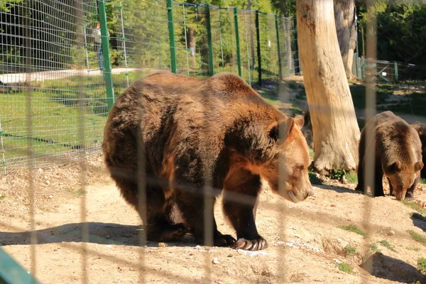 Avrupa kahverengi ayısı kapalı bir vahşi yaşam alanında tutsak..