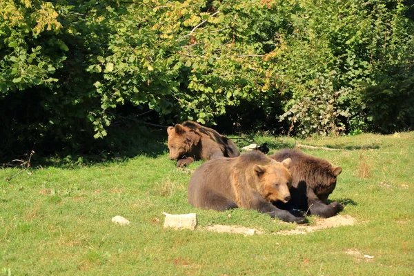 European Brown Bear Captivity Enclosed Wildlife Area — Fotografia de Stock