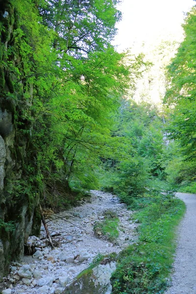 Gorge Zarnestiului Prapastiei Carpathian Mountains Zarnesti Romania Nature Preserve Piatra — ストック写真