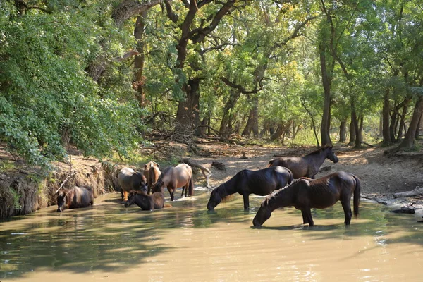 Wild horses drinking in Letea forest from the Danube Delta in Romania