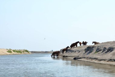 Atlar su kanalının kenarında. Konum: Romanya 'da Tuna Deltası