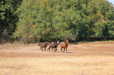 Romanya 'daki Tuna Deltası' ndan Letea ormanındaki vahşi atlar