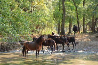 Wild horses drinking in Letea forest from the Danube Delta in Romania