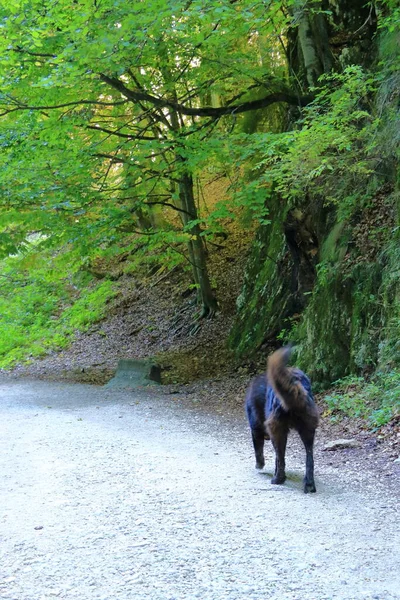 Gorge Zarnestiului Prapastiei Karpaterna Zarnesti Rumänien Naturreservat Piatra Craiului Nationalpark — Stockfoto