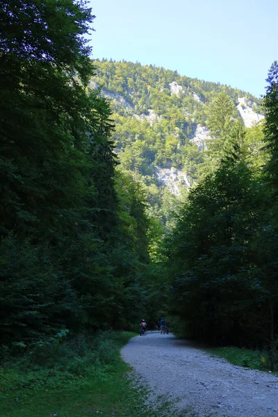 Gorge Zarnestiului Prapastiei Carpathian Mountains Zarnesti Romania Nature Preserve Piatra — стоковое фото