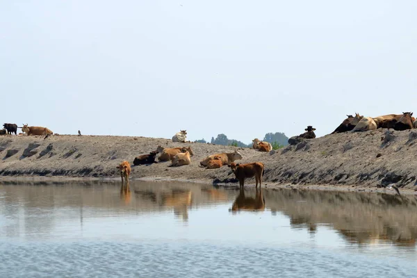 Wild cows in the Danube Delta