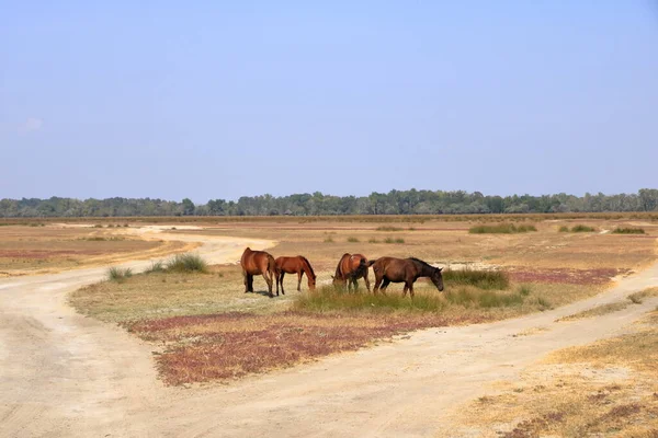 Running Wild Horses Danube Delta —  Fotos de Stock