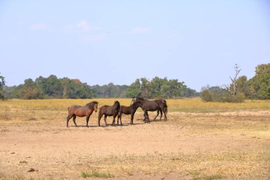 Romanya 'daki Tuna Deltası' ndan Letea ormanındaki vahşi atlar