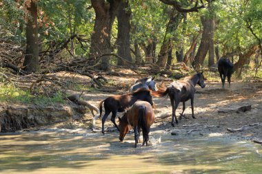 Wild horses drinking in Letea forest from the Danube Delta in Romania