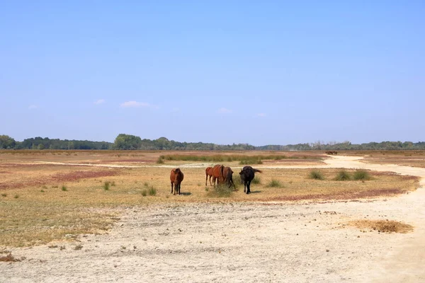 Running Wild Horses Danube Delta — Fotografia de Stock