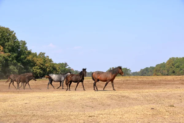 Wild Horses Letea Forest Danube Delta Romania — Stock Photo, Image