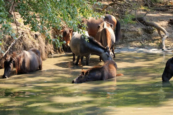 Wildpferde Trinken Letea Wald Aus Dem Donaudelta Rumänien — Stockfoto