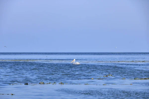 Landschaft Mit Wasserkanal Zwischen Donaudelta Und Schwarzem Meer Rumänien Einem — Stockfoto