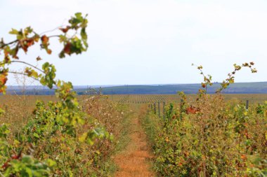 Mavi gökyüzüne karşı sıralanmış üzümlü asmanın yakın görüntüsü. Romanya 'da Murfatlar yakınlarında güzel bir üzüm bağı bulunuyor