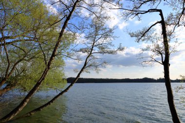 Almanya 'da Brandenburg, Wandlitz' de küçük bir göl kıyısında sazlıklar var.