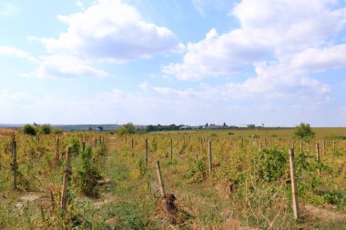 Mavi gökyüzüne karşı sıralanmış üzümlü asmanın yakın görüntüsü. Romanya 'da Murfatlar yakınlarında güzel bir üzüm bağı bulunuyor