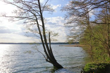 Almanya 'da Brandenburg, Wandlitz' de küçük bir göl kıyısında sazlıklar var.