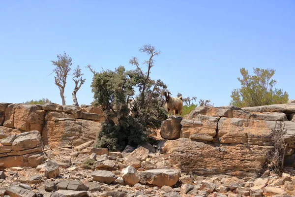 Ziege Jebel Shams Gebirge Oman — Stockfoto