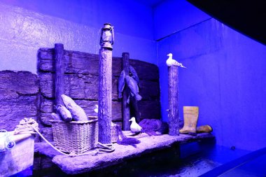 Türkiye 'nin Antalya kentinde egzotik akvaryum