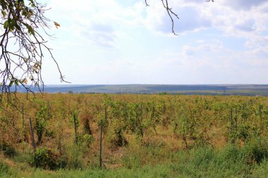 Mavi gökyüzüne karşı sıralanmış üzümlü asmanın yakın görüntüsü. Romanya 'da Murfatlar yakınlarında güzel bir üzüm bağı bulunuyor