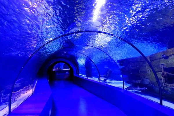 Tunnel Antalya Aquarium Turkey — Stockfoto