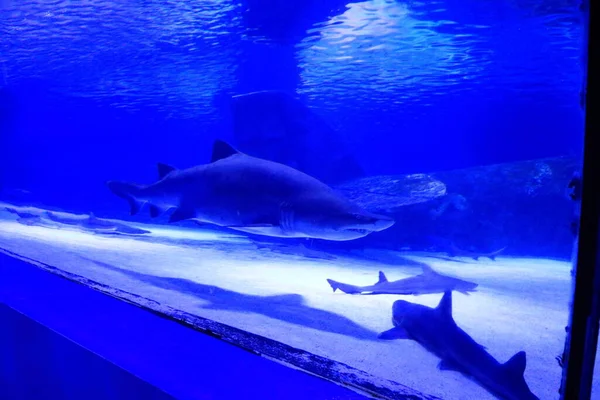 Antalya Akvaryumunda Köpekbalığı Hindi — Stok fotoğraf