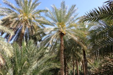 palm plantations in Birkat al Mouz in Oman