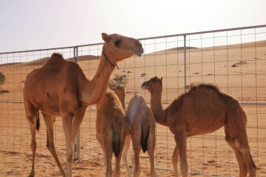 A camel with her three calfs in the desert in the Oman