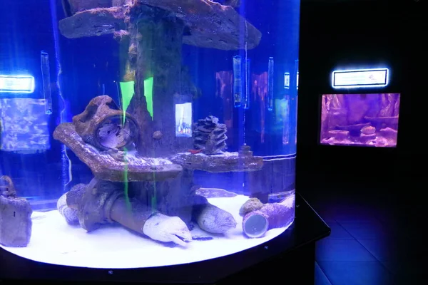 Exotic fish tank aquarium in Antalya in Turkey