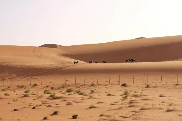 Goats Fence Desert Dunes Wahiba Sands Oman — Stock Fotó