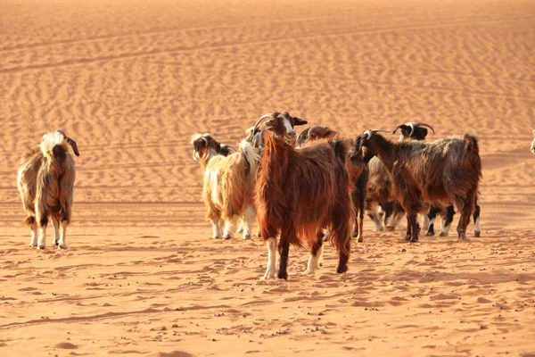 Goats Fence Desert Dunes Wahiba Sands Oman — Fotografia de Stock