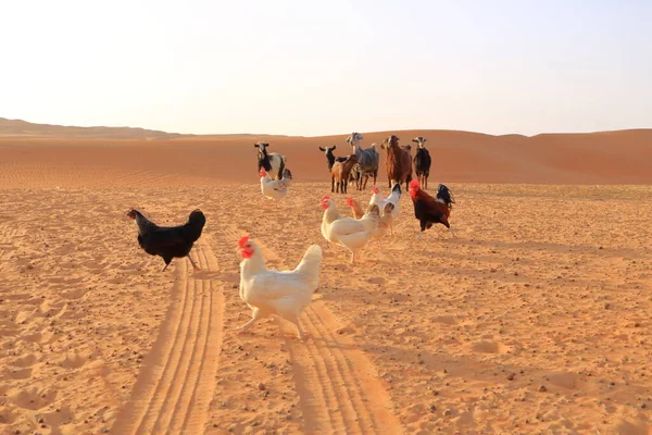 Goats Chickens Fence Desert Dunes Wahiba Sands Oman — Foto de Stock