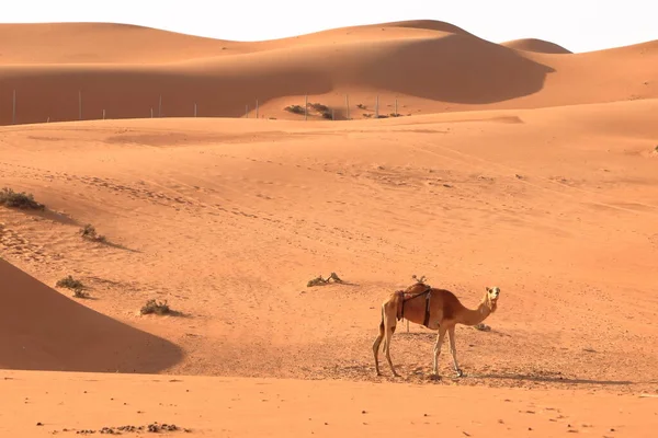 Image Camels Desert Wahiba Oman — Stock Fotó