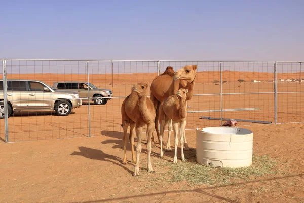 Camel Her Three Calfs Desert Oman — Foto de Stock