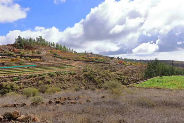 Rural Views Agricultural Lands Tenerife Canary Islands Spain — Foto Stock
