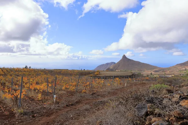 Vineyard Late Autumn Tenerife Canary Islands Spain — Stock Photo, Image