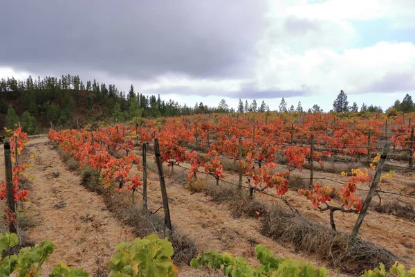 Vineyard Late Autumn Tenerife Canary Islands Spain — Fotografia de Stock