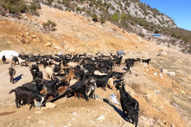 Goats in front of the taurus mountains in turkey near the city antalya