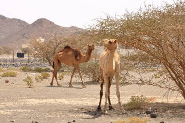 Oman, free walking camel near a street, beautiful barren landscape of mountains